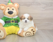 5 week old Shih Pom Puppy For Sale - Florida Fur Babies