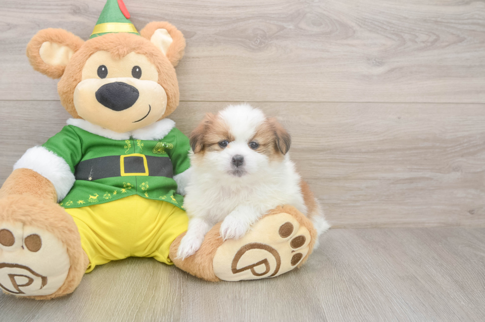 5 week old Shih Pom Puppy For Sale - Florida Fur Babies