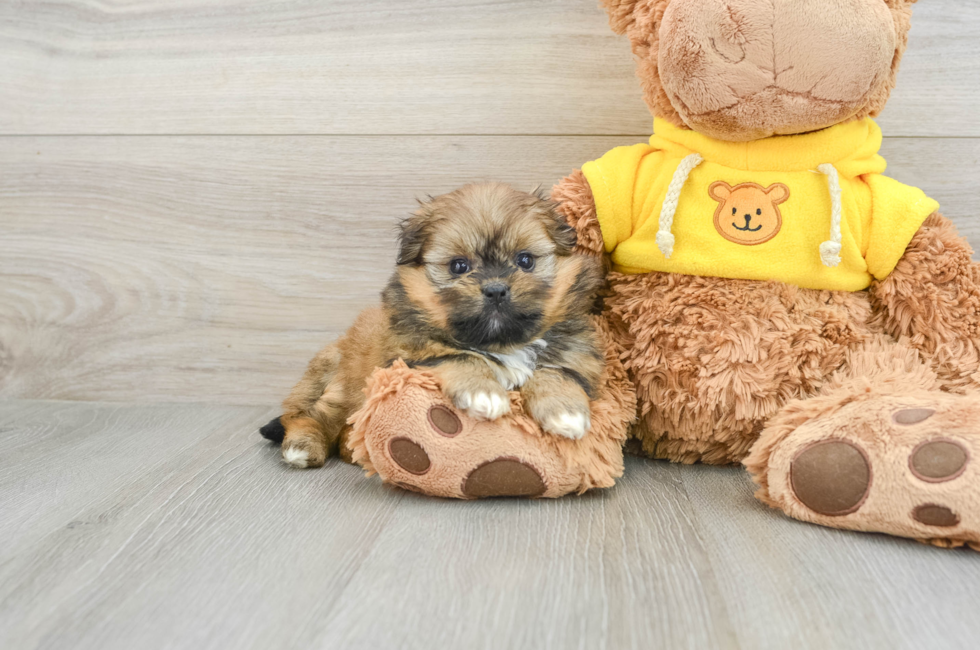 6 week old Shih Pom Puppy For Sale - Florida Fur Babies