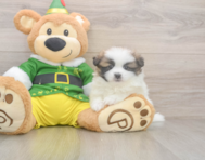5 week old Shih Pom Puppy For Sale - Florida Fur Babies