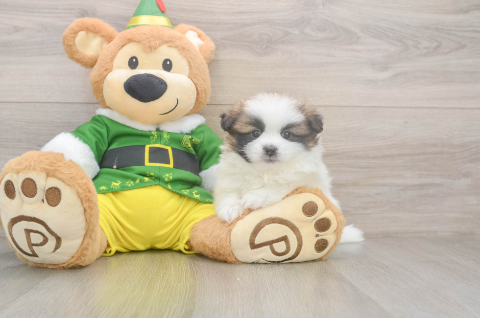 5 week old Shih Pom Puppy For Sale - Florida Fur Babies
