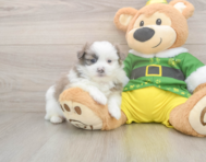 5 week old Shih Pom Puppy For Sale - Florida Fur Babies