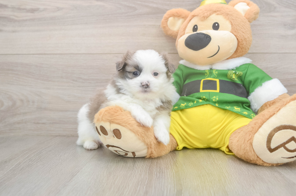 5 week old Shih Pom Puppy For Sale - Florida Fur Babies