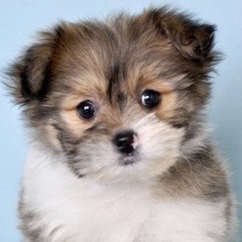 Shih Pom Puppy For Sale - Florida Fur Babies