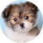 Shih Pom Puppy For Sale - Florida Fur Babies