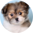 Shih Pom Puppies For Sale - Florida Fur Babies