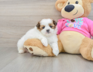 5 week old Shih Pom Puppy For Sale - Florida Fur Babies