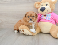 5 week old Shih Pom Puppy For Sale - Florida Fur Babies