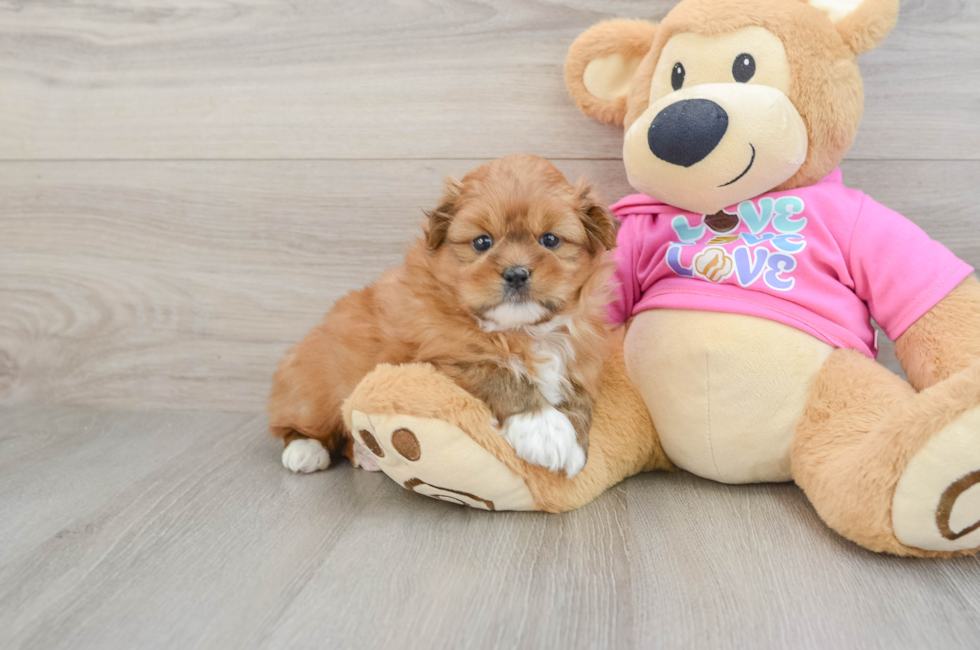 5 week old Shih Pom Puppy For Sale - Florida Fur Babies