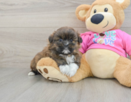 5 week old Shih Pom Puppy For Sale - Florida Fur Babies