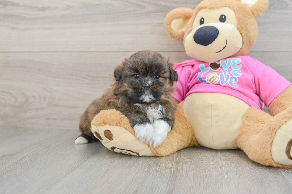 5 week old Shih Pom Puppy For Sale - Florida Fur Babies