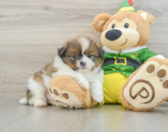 5 week old Shih Pom Puppy For Sale - Florida Fur Babies