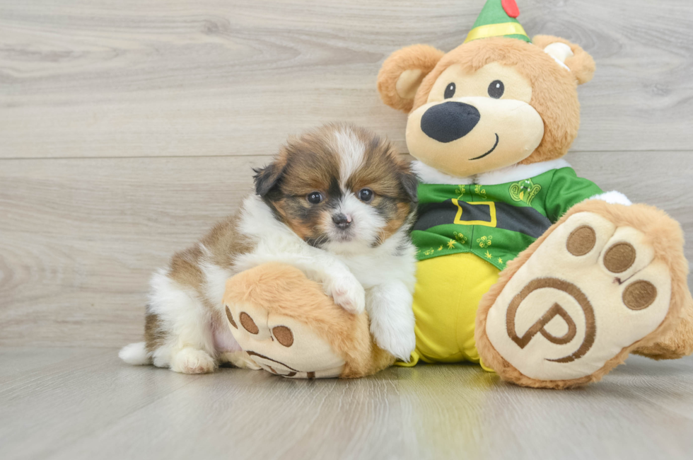 5 week old Shih Pom Puppy For Sale - Florida Fur Babies