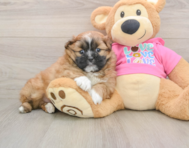 6 week old Shih Pom Puppy For Sale - Florida Fur Babies