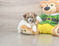 5 week old Shih Pom Puppy For Sale - Florida Fur Babies