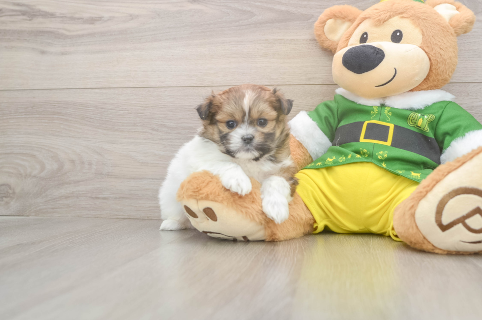 5 week old Shih Pom Puppy For Sale - Florida Fur Babies