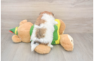 Shih Pom Puppy for Adoption