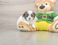 5 week old Shih Pom Puppy For Sale - Florida Fur Babies