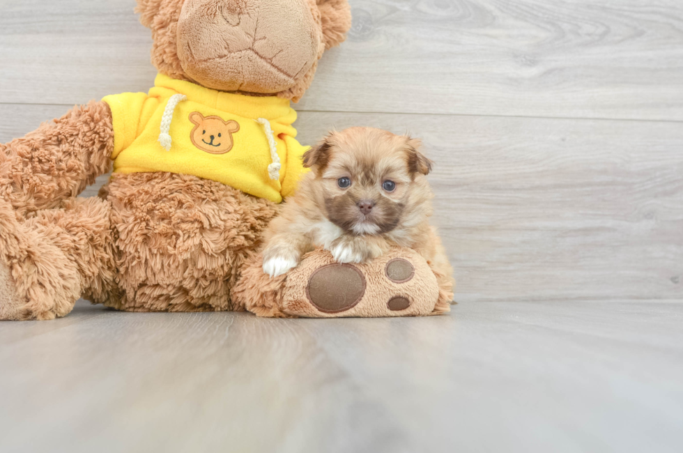 5 week old Shih Pom Puppy For Sale - Florida Fur Babies