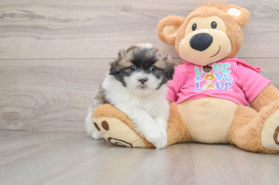 Funny Shih Pom Designer Pup
