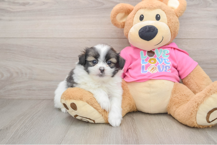 Playful Shipom Designer Puppy