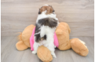 Adorable Pomeranian Shih Tzu Mix Designer Puppy