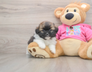 5 week old Shih Pom Puppy For Sale - Florida Fur Babies