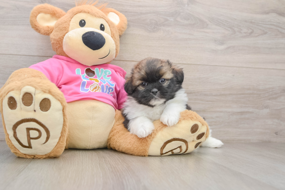 Small Shih Pom Baby