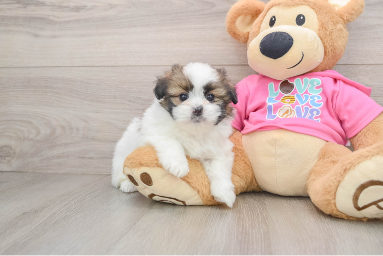 Cute Shih Pom Baby