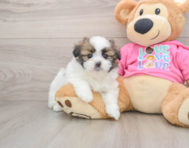 5 week old Shih Pom Puppy For Sale - Florida Fur Babies