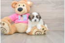 Funny Shih Pom Designer Pup