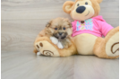 Funny Shih Pom Designer Pup