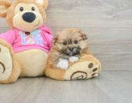 5 week old Shih Pom Puppy For Sale - Florida Fur Babies