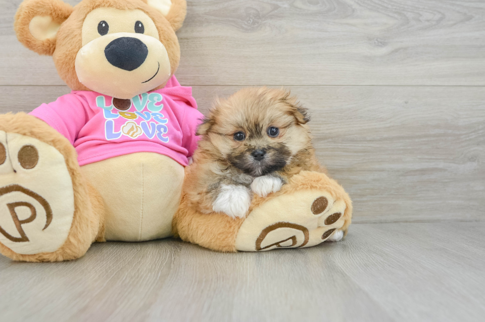 5 week old Shih Pom Puppy For Sale - Florida Fur Babies