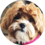 Shih Poo Puppies For Sale - Florida Fur Babies