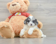 8 week old Shih Poo Puppy For Sale - Florida Fur Babies