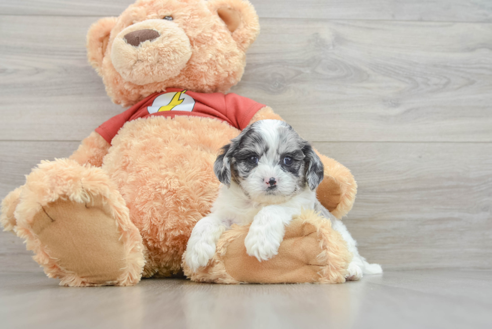 Shih Poo Puppy for Adoption