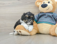 7 week old Shih Poo Puppy For Sale - Florida Fur Babies