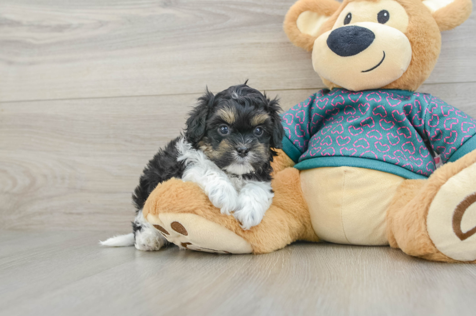 5 week old Shih Poo Puppy For Sale - Florida Fur Babies