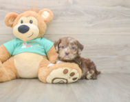 6 week old Shih Poo Puppy For Sale - Florida Fur Babies