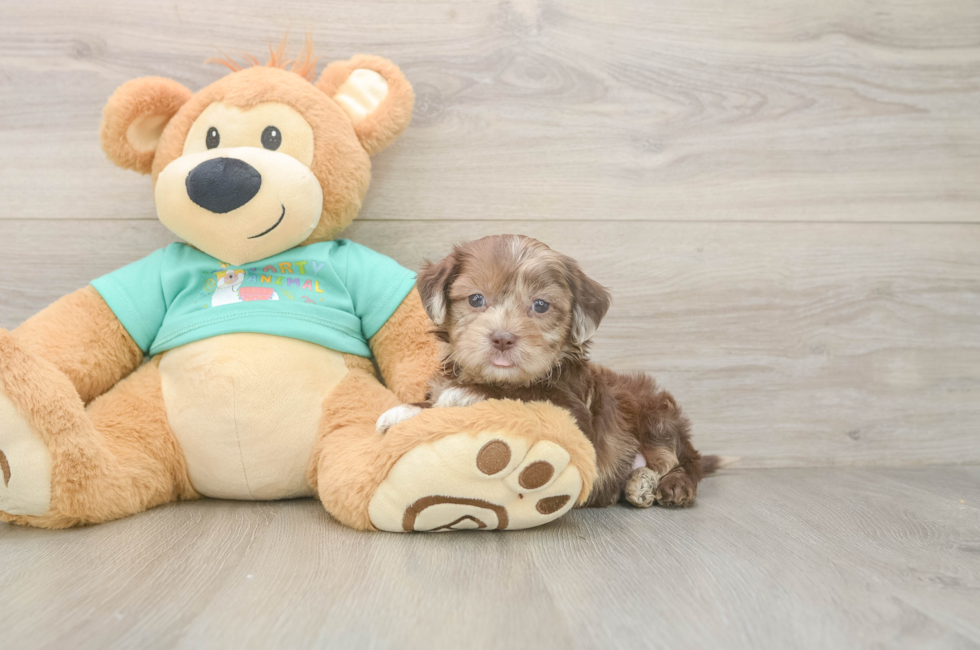 6 week old Shih Poo Puppy For Sale - Florida Fur Babies