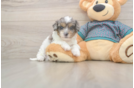 Shih Poo Pup Being Cute