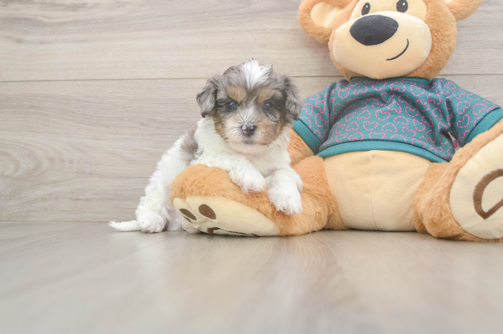 5 week old Shih Poo Puppy For Sale - Florida Fur Babies
