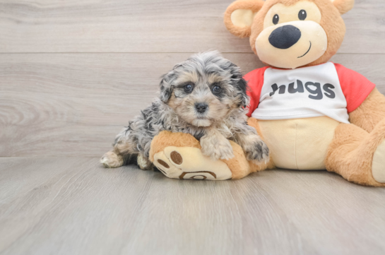Shih Poo Puppy for Adoption