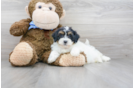 Meet Abbott - our Shih Poo Puppy Photo 2/3 - Florida Fur Babies