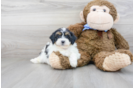 Meet Abbott - our Shih Poo Puppy Photo 1/3 - Florida Fur Babies