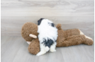 Meet Abbott - our Shih Poo Puppy Photo 3/3 - Florida Fur Babies