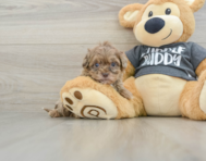 10 week old Shih Poo Puppy For Sale - Florida Fur Babies