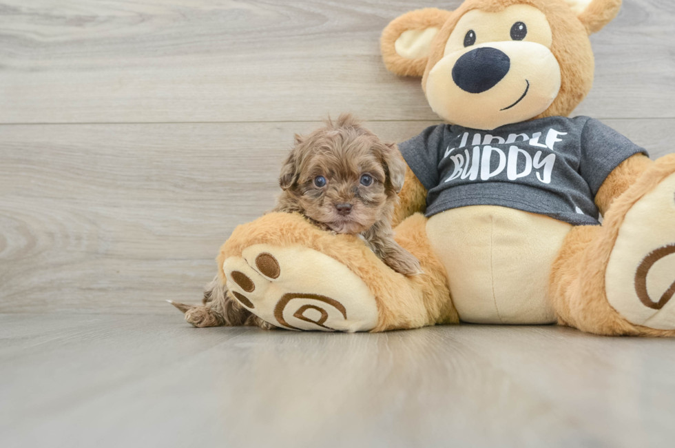 10 week old Shih Poo Puppy For Sale - Florida Fur Babies