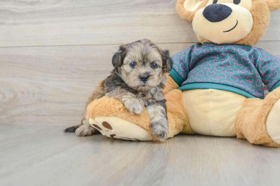 5 week old Shih Poo Puppy For Sale - Florida Fur Babies